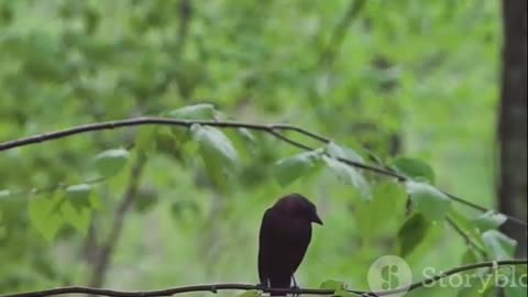 The Intelligent Avian World- Exploring the Fascinating Behaviors of Crows, Ravens, and Magpies