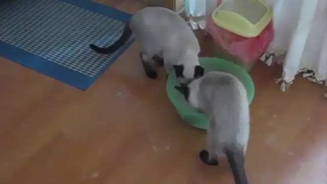 How to teach your cat to use the toilet