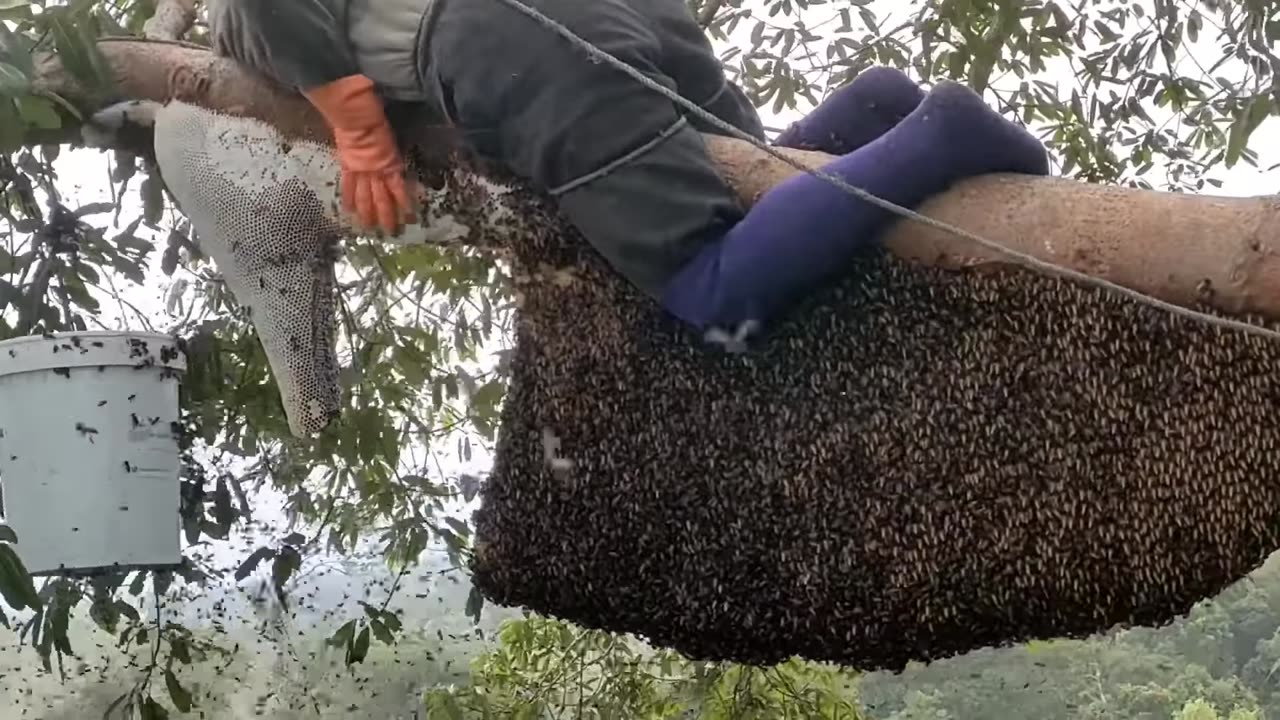 Sialang Tualang Datuk Kampar honey harvest. #honey #original #forest #pelalawan #riau