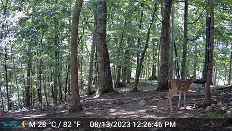 The Woods – 08/14/2023