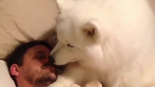 What the dog is doing while the owner is sleeping