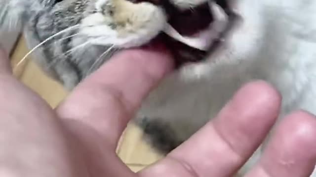 Cute 😍 🐈 cat