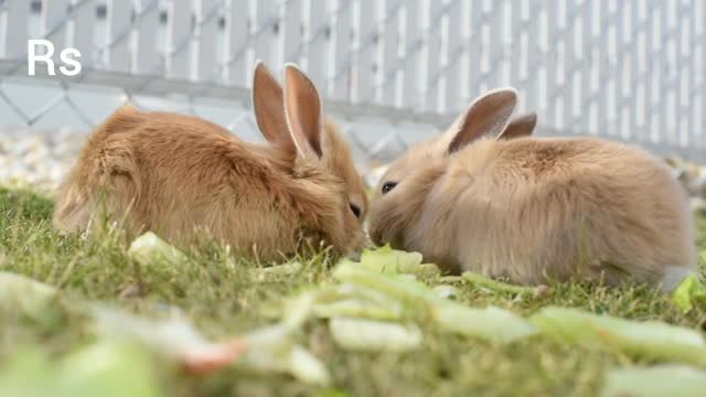 Rabbits are eating graze outside with cute sound