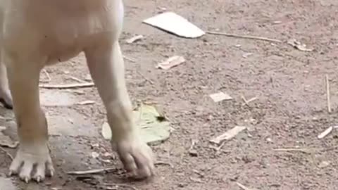 Curious street dogs puppy.