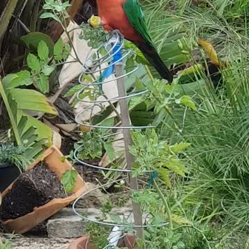 King Parrott feasting on tomatoes