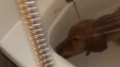 Brown dog showering in bath tub while licking bathtub