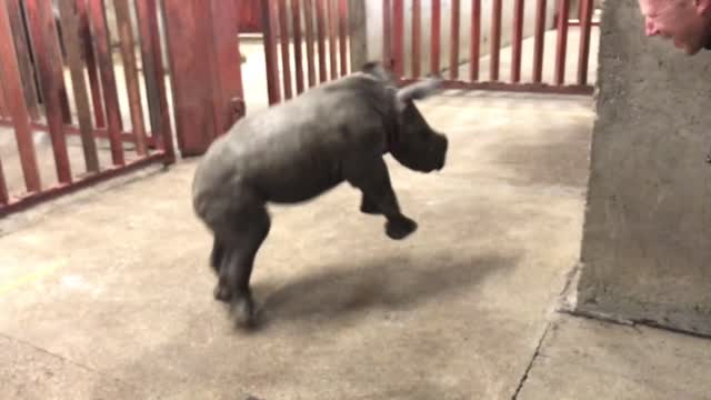 Rhinoceros cub playing happy
