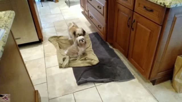 A couple of impatient wet dogs. Eyes locked on.