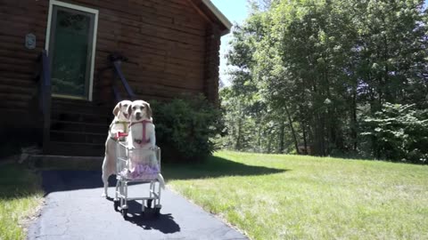 Dog´s epic shopping car voyage