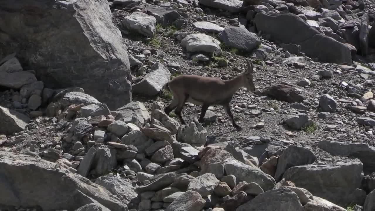 Bouquetin des Alpes (Capra ibex) Alpine Ibex