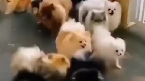 Funny dog video