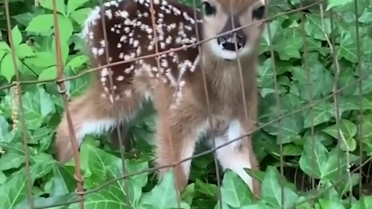 Fawn rescued from fence