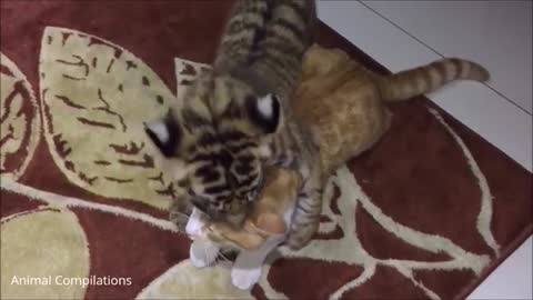 Wonderful baby tiger cubs playing