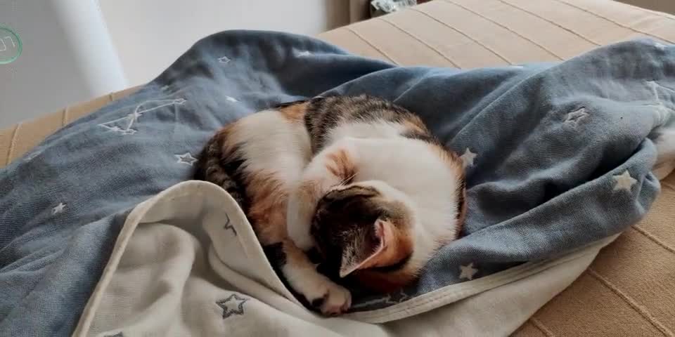 Why is My Cat NOT SLEEPING At Night?
