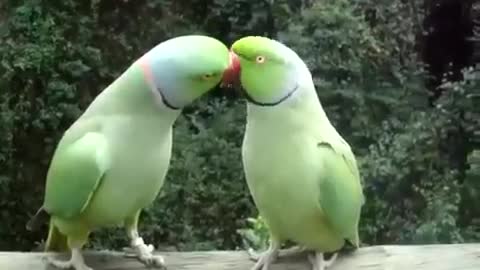 Funny Parrot Talk LOL