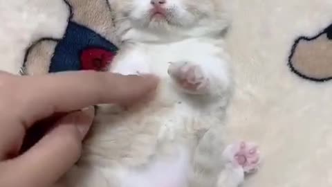 Kitten scratching