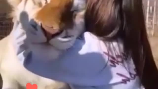 My favorite tiger