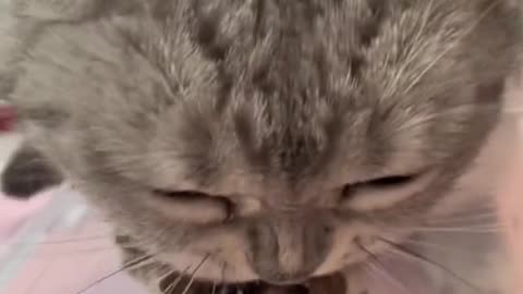 Very hungry cat