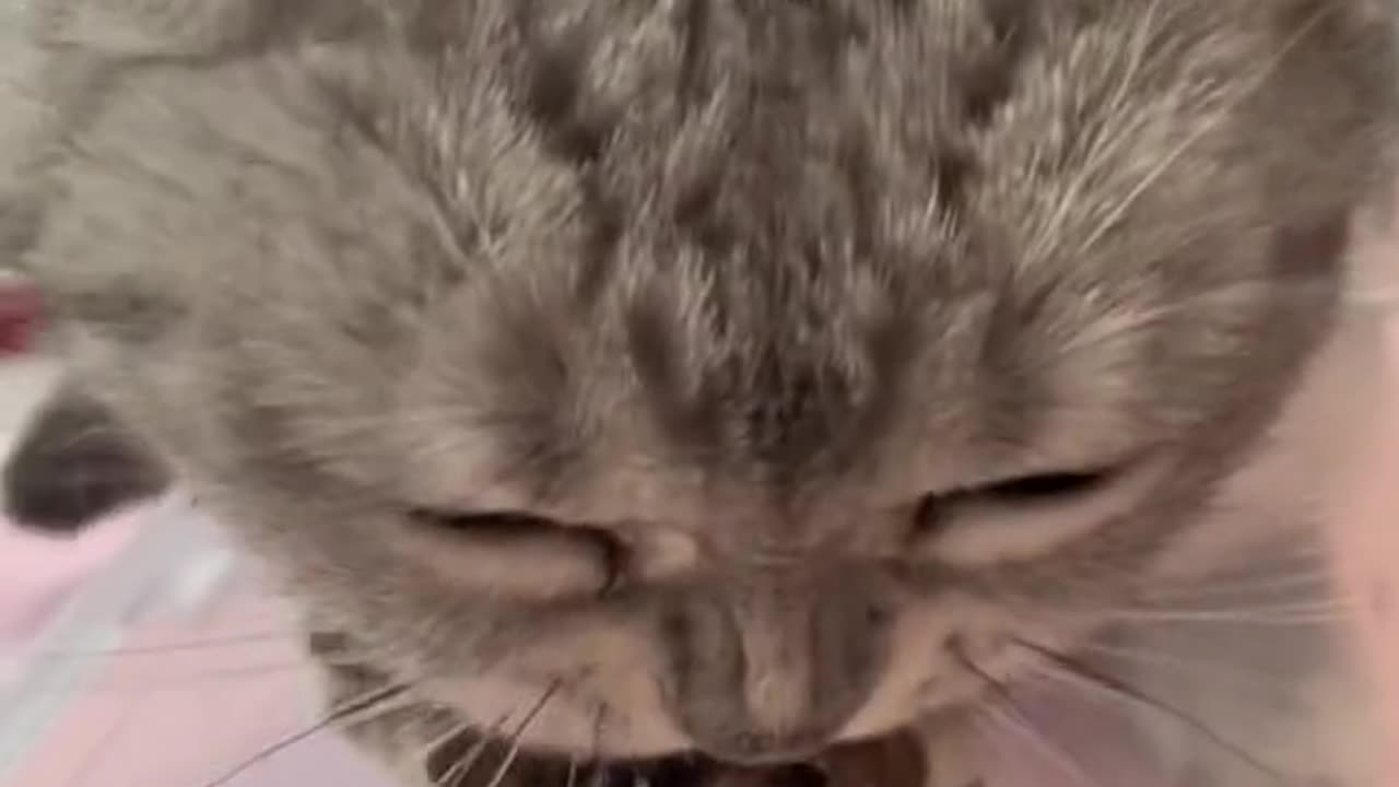 Very hungry cat