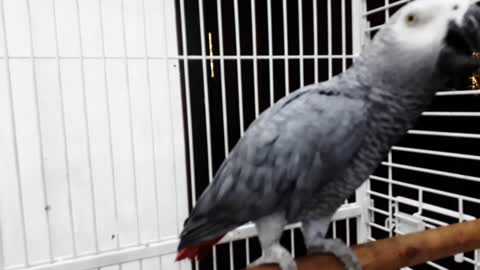 Cut Parrot video