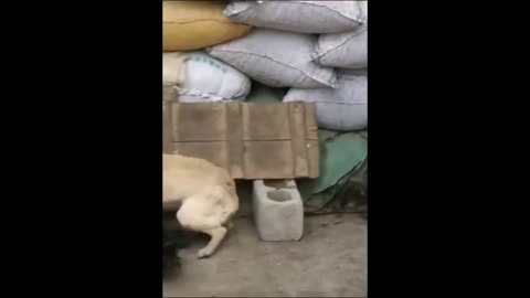funny dogs funny animals funny dog animals life