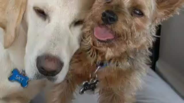 Adorable dog gives a kiss goodnight