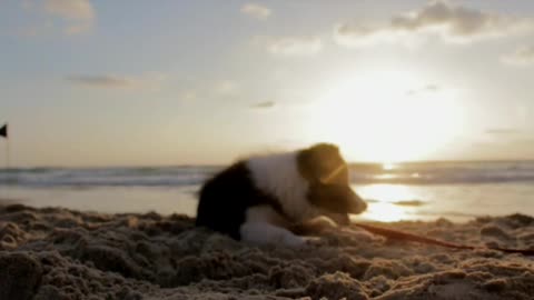 playful dog puppy on the beach