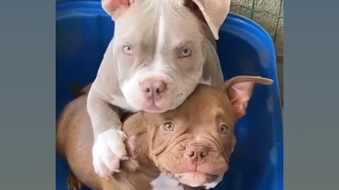 🐕♥️MOTHER TAKES A PICTURE