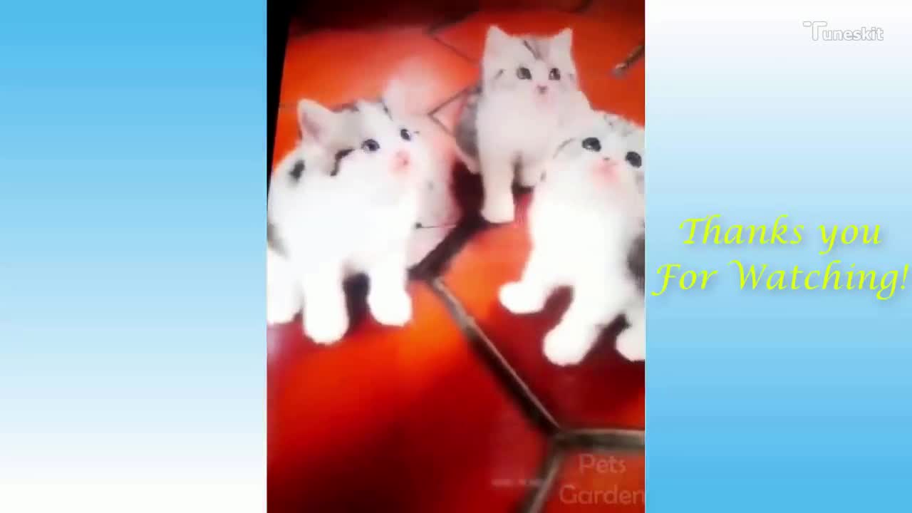 Funny Cats and Cute Kittens Compilation 2021_5