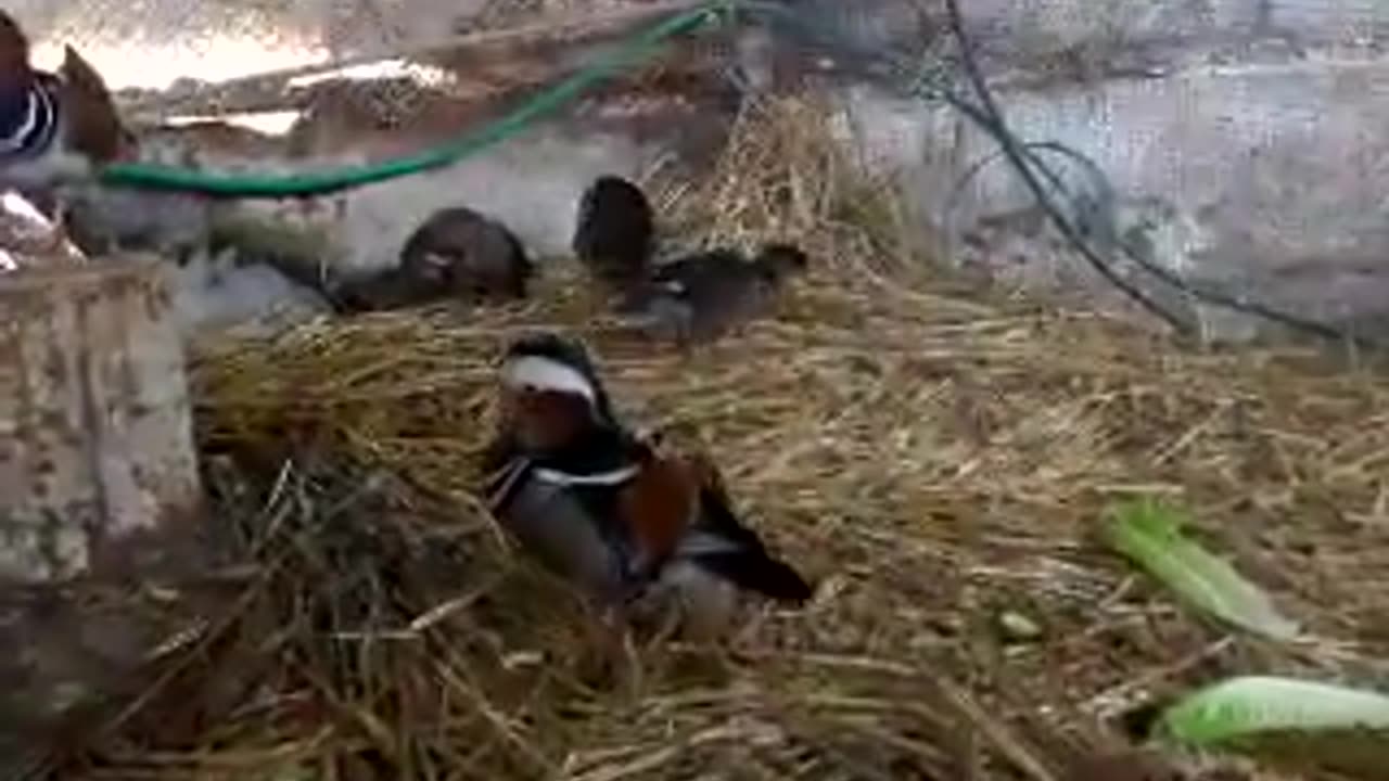 Hatching of chineese goose chicks (1)