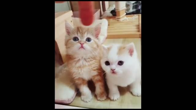 2 Small Cute Ginger and White Kittens