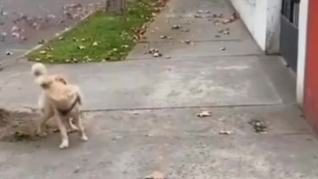 It's just your dog. But you are its life
