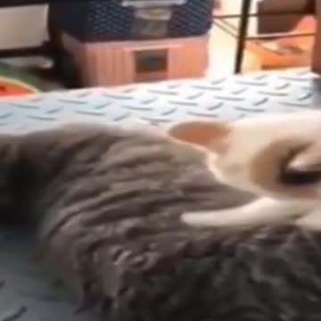 2021 cute pupps and kittens #1