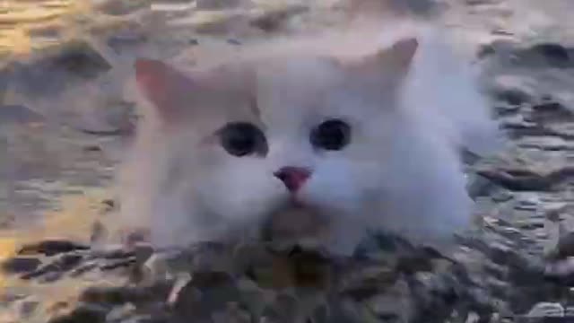Cat Swimming 🐈