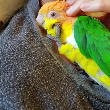 Sweet birdie snuggles quickly turns into a jealous birdie fight