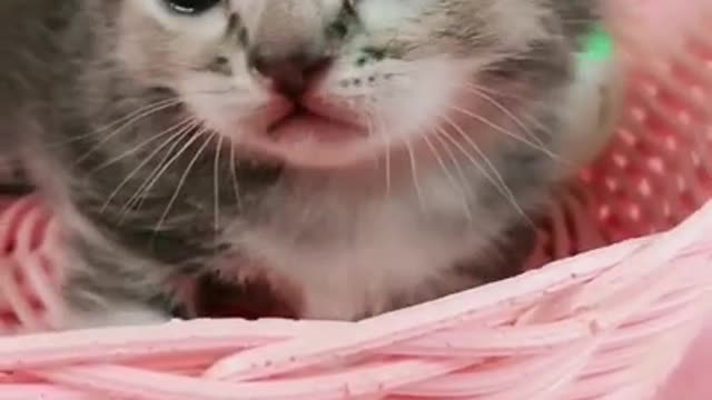 Best Funny Cat video2021