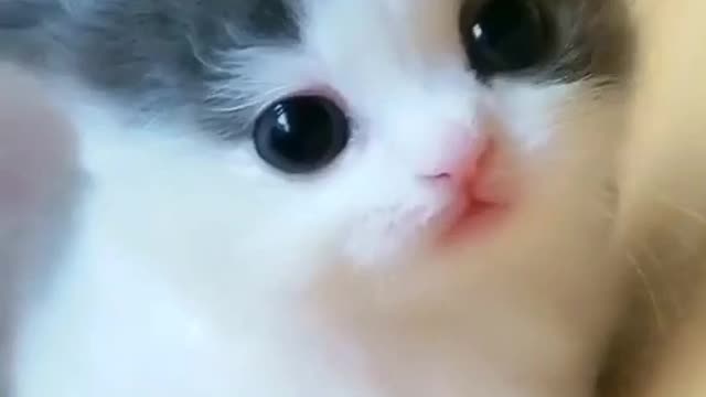Smart cat😘😘😘