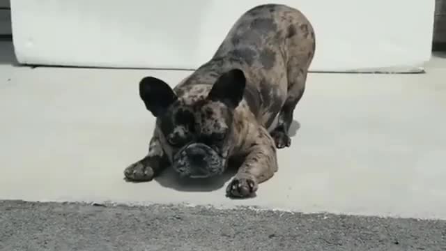 This cute frenchie got a new friend but he is has to be careful