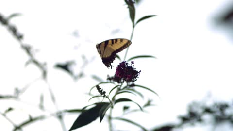 Most beautiful Butterfly's in the world!❤