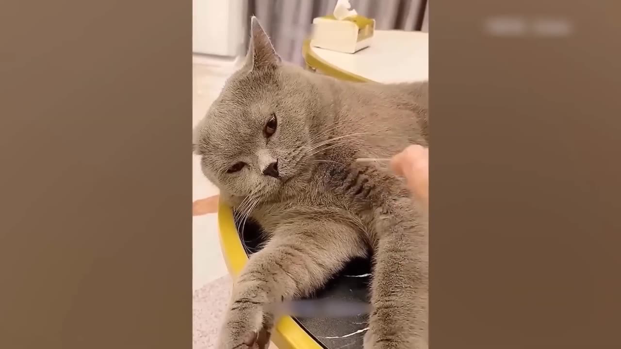 Funniest animal videos 2023 - Funniest Dogs and Cats video 😂#1