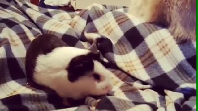 Cat's tail keeps hitting guinea pig in face