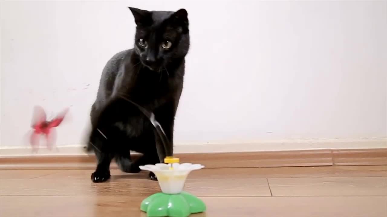 Funny Cat Videos - Cute And Funny Cat Videos To Keep You Smile