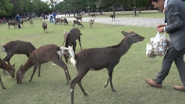 Deer VS $100 Feed in Nara Park