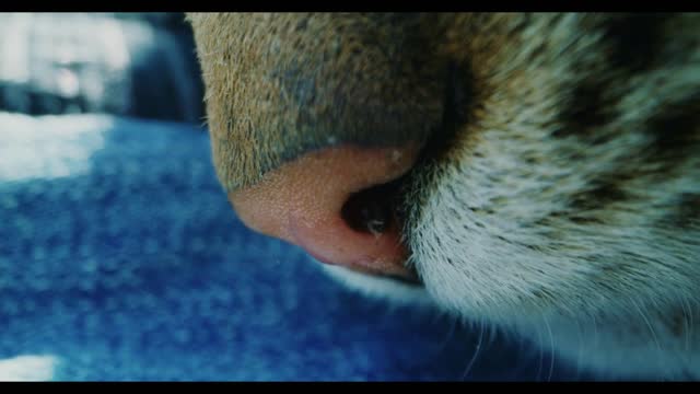 Close up shot of a cat's head in the garden