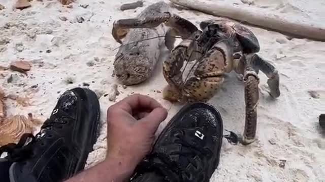 Feeding the coconut crabs