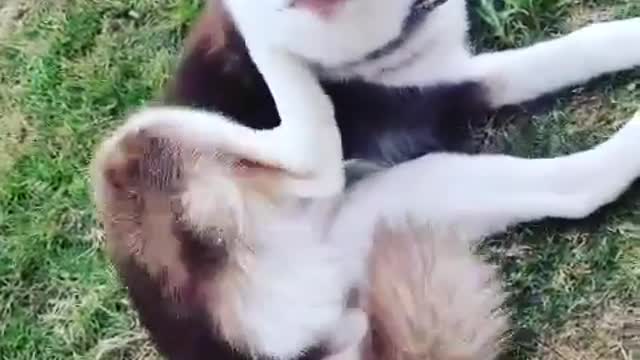 Stubborn Husky Dog Videos 😁😇 Best Funny Animal Videos 2022 😺 Funny Dog Videos 2022 😁