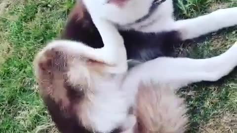 Stubborn Husky Dog Videos 😁😇 Best Funny Animal Videos 2022 😺 Funny Dog Videos 2022 😁