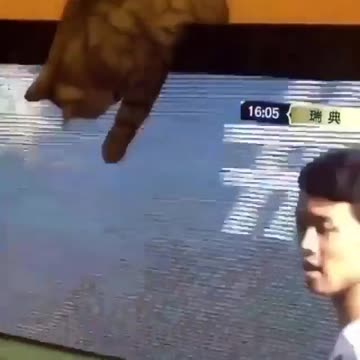 when you leave your cat really loves soccer