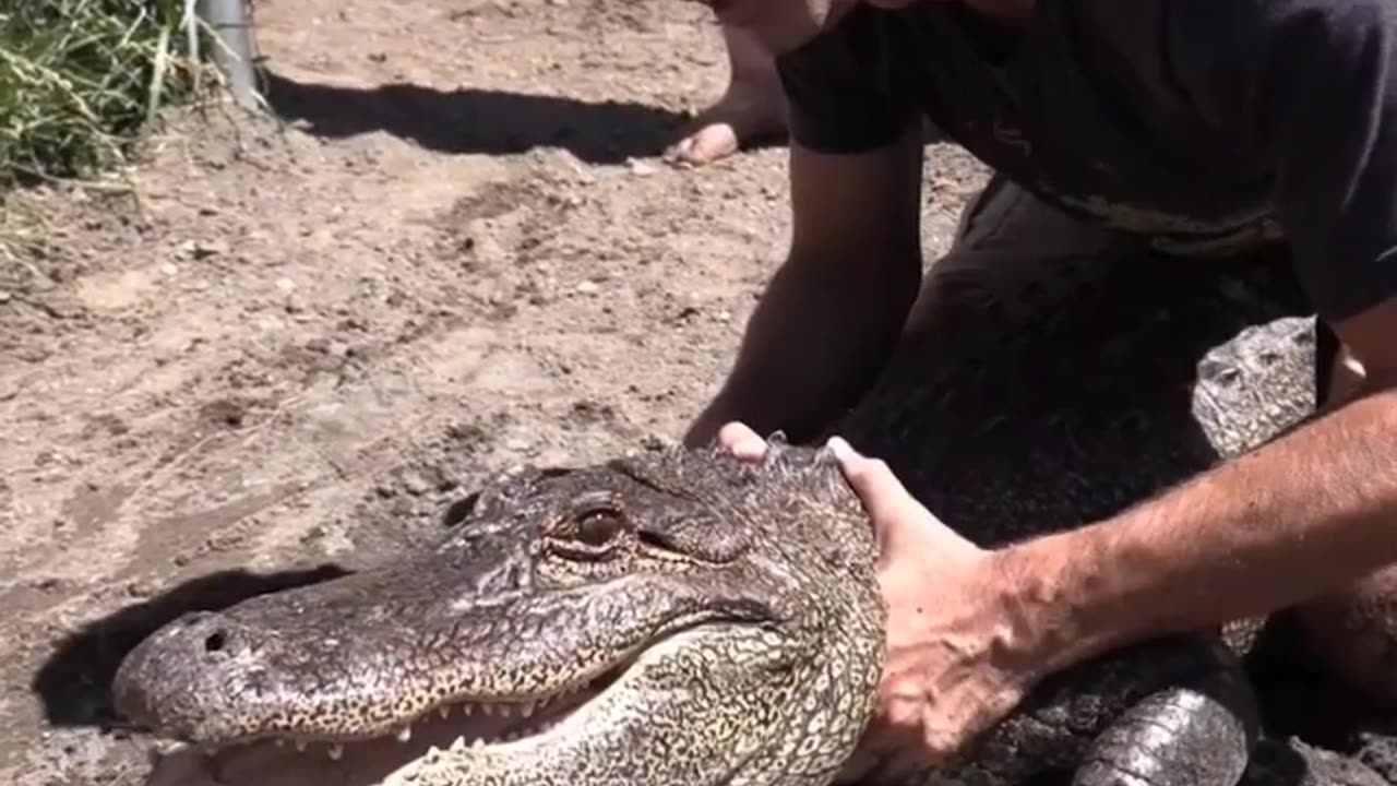 Catching Gator to give Care #shorts #alligator