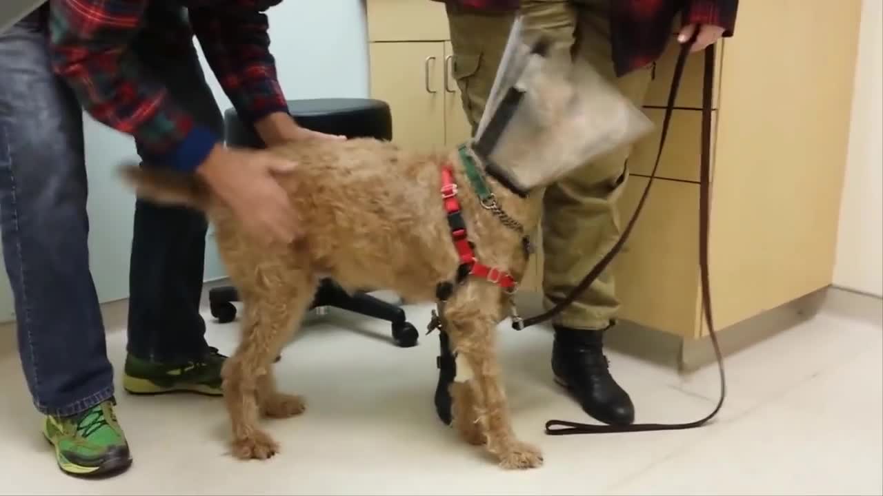 After This Blind Dog Got Surgery To See Again, His Adorable Reaction Touched 14 Million Hearts